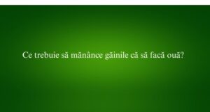 Ce trebuie să mănânce găinile că să facă ouă