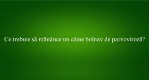 Ce trebuie să mănânce un câine bolnav de parvoviroză