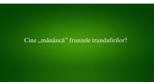 Cine „mănâncă” frunzele trandafirilor