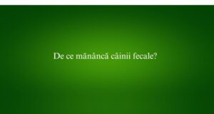 De ce mănâncă câinii fecale