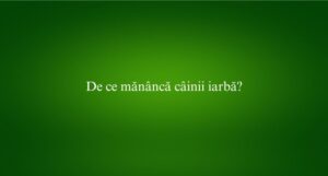 De ce mănâncă câinii iarbă
