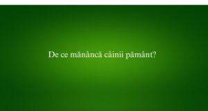 De ce mănâncă câinii pământ