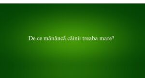 De ce mănâncă câinii treaba mare