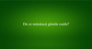 De ce mănâncă găinile ouăle