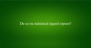 De ce nu mănâncă țiganii iepure