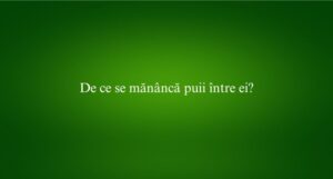 De ce se mănâncă puii între ei