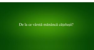 De la ce vârstă mănâncă cățelușii
