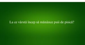 La ce vârstă încep să mănânce puii de pisică