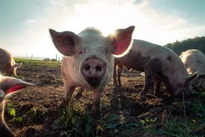 Cum se gateste ficatul de porc