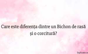 Care este diferența dintre un Bichon de rasă și o corcitură