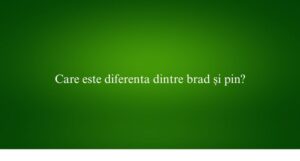 Care este diferenta dintre brad și pin