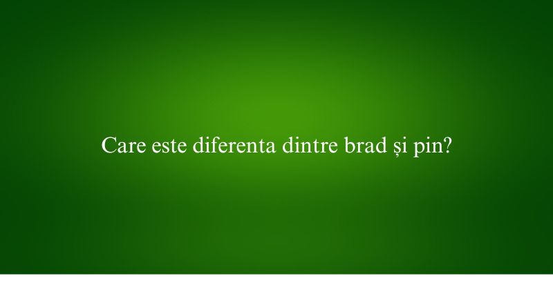 Care este diferenta dintre brad și pin