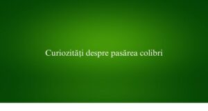 Curiozități despre pasărea colibri