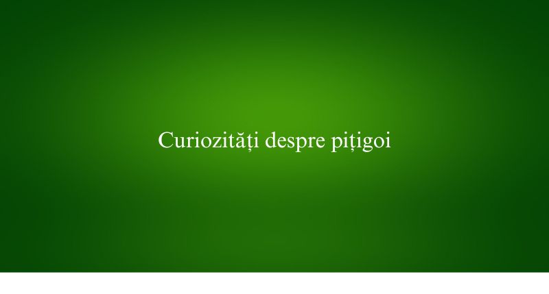 Curiozități despre pițigoi