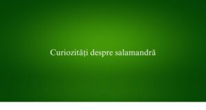 Curiozități despre salamandră