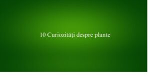 10 Curiozități despre plante