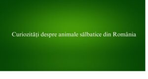 Curiozități despre animale sălbatice din Rom&acirc;nia