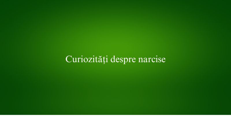 Curiozități despre narcise