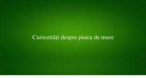 Curiozități despre pisica de mare