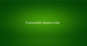 Curiozități despre crini