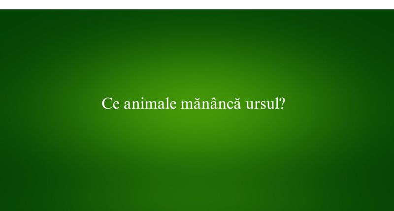 Ce animale mănâncă ursul