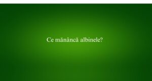 Ce măn&acirc;ncă albinele