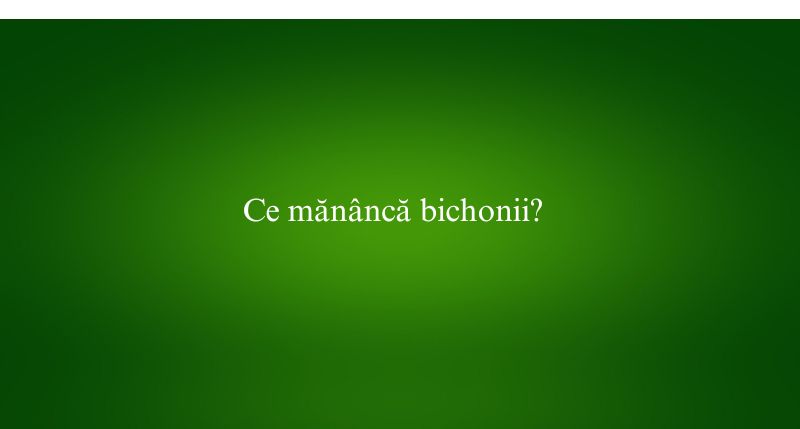 Ce mănâncă bichonii