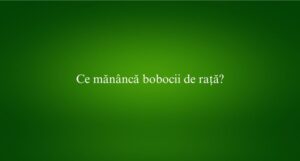 Ce măn&acirc;ncă bobocii de rață