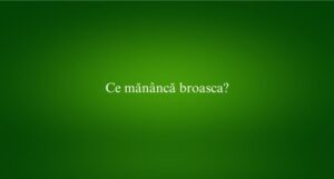 Ce măn&acirc;ncă broasca