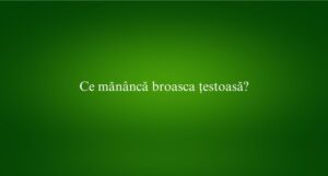 Ce măn&acirc;ncă broasca țestoasă