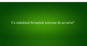 Ce măn&acirc;ncă broaștele țestoase de acvariu