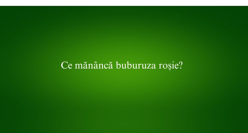Ce mănâncă buburuza roșie