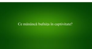 Ce măn&acirc;ncă bufnița &icirc;n captivitate