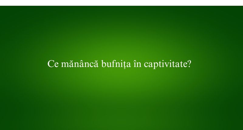 Ce mănâncă bufnița în captivitate