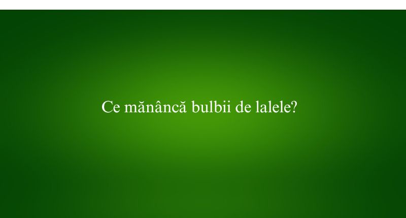 Ce mănâncă bulbii de lalele