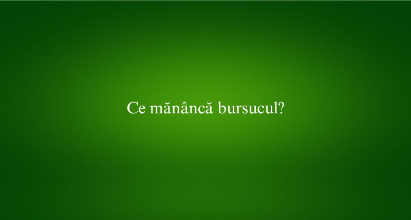 Ce mănâncă bursucul