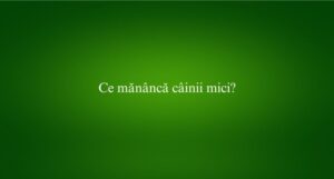 Ce măn&acirc;ncă c&acirc;inii mici