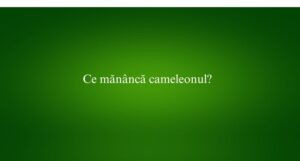 Ce măn&acirc;ncă cameleonul