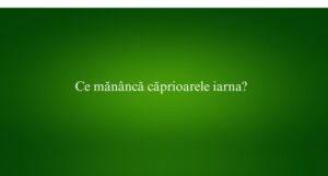 Ce măn&acirc;ncă căprioarele iarna