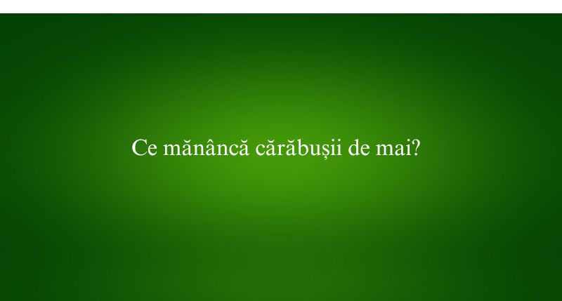 Ce mănâncă cărăbușii de mai