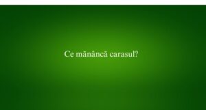 Ce măn&acirc;ncă carasul