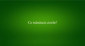 Ce măn&acirc;ncă ciorile