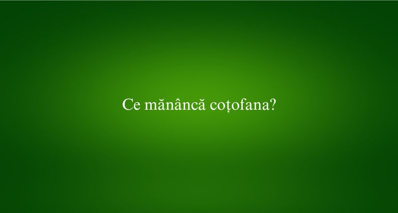 Ce mănâncă coțofana
