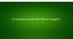 Ce măn&acirc;ncă crabii din Marea Neagră