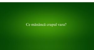 Ce măn&acirc;ncă crapul vara