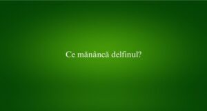 Ce măn&acirc;ncă delfinul