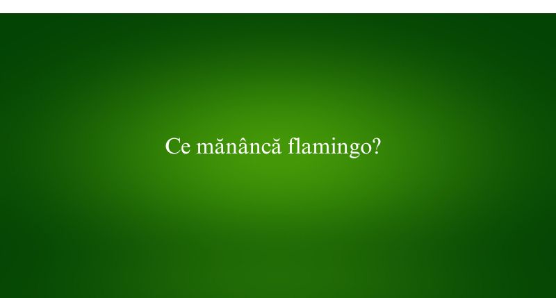 Ce mănâncă flamingo