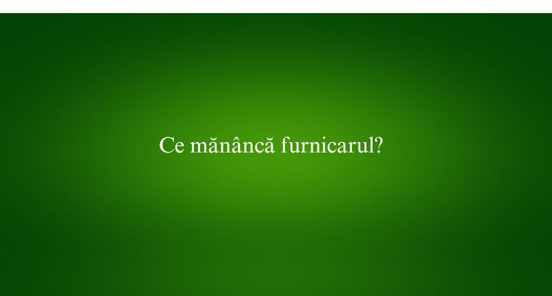 Ce mănâncă furnicarul