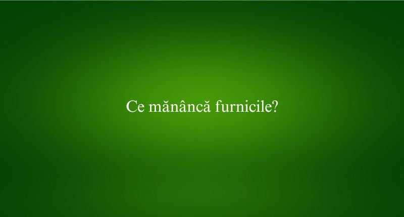 Ce mănâncă furnicile