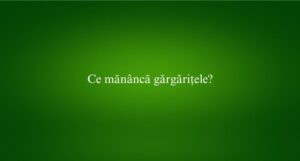 Ce măn&acirc;ncă gărgărițele